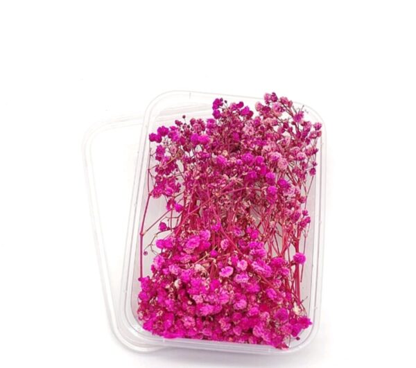 Gypsophila (Baby Breath) Box- Dark Pink