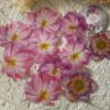 Pink Flowers Sticker Inserts - Image 3