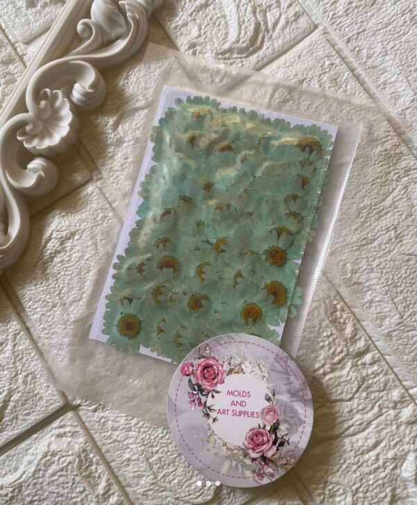 Pressed Light Blue Daisy 100 pc pack