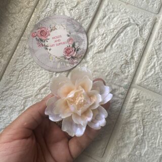 peonie blush bloom