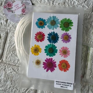 multi color pressed daisy pack