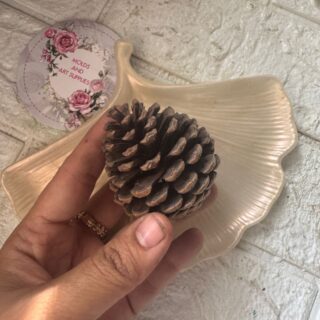 Pine Cone- Pack of 10