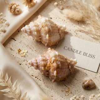 shell candle -